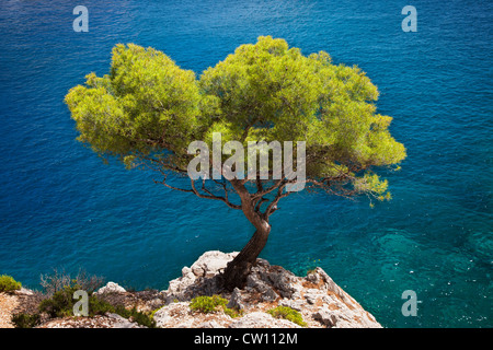 Lone Pine tree crescono fuori di roccia solida nelle calanche vicino a Cassis, Provenza Francia Foto Stock