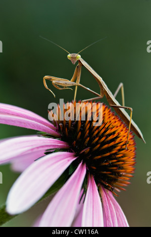 Mantide Religiosa su Purple Coneflower Foto Stock