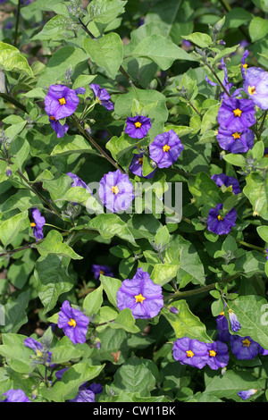 Il Paraguay Nightshade blu aka potato Bush, Solanum rantonnetii, Solanaceae Foto Stock