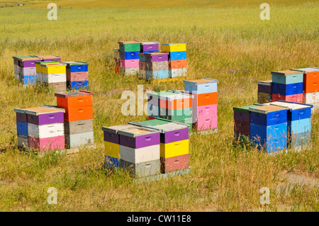 Colorato Honey Bee scatole Montana MT US Foto Stock