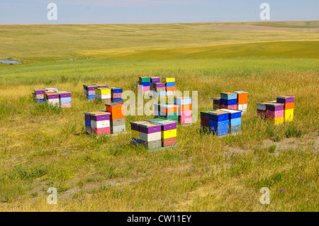 Colorato Honey Bee scatole Montana MT US Foto Stock