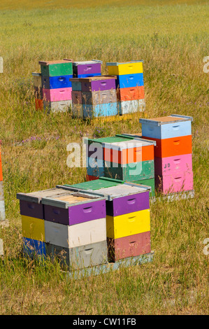 Colorato Honey Bee scatole Montana MT US Foto Stock