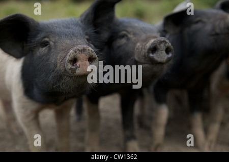 Tre piccoli e curiosi di suinetti sorriso Foto Stock