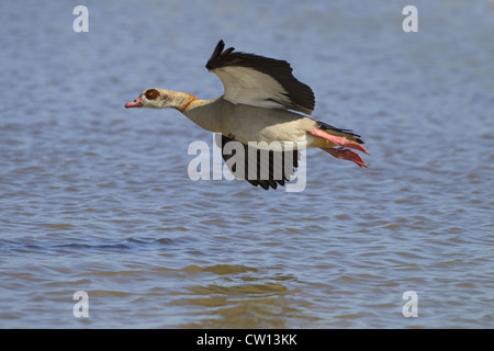 Adulto oca egiziana Alopochen aegyptiacus in volo Foto Stock