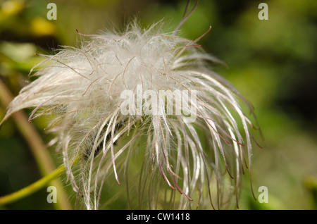 Attraente la clematide scalatore wispy fluffy soft teste di seme sottile filo di dispersione del vento Foto Stock