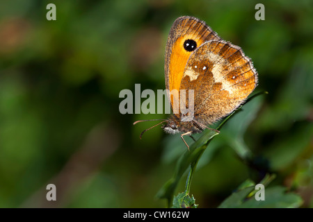 Gatekeeper maschio butterfly (noto anche come la siepe marrone), Pyronia tithonus, Wales, Regno Unito Foto Stock