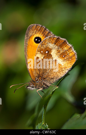 Gatekeeper maschio butterfly (noto anche come la siepe marrone), Pyronia tithonus, Wales, Regno Unito Foto Stock