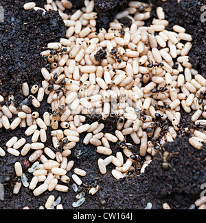 Formiche nero tendente uova nel nido, Lasius niger, in giardino, Wales, Regno Unito Foto Stock