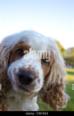 Cane perplesso. Un Inglese Cocker Spaniel, arancione stefano Foto Stock