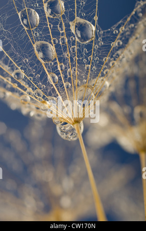 Le goccioline di acqua di pioggia orologio di tarassaco dispersione semi seme bianco ombrello testa rotonda contro il cielo blu Foto Stock