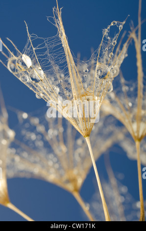 Le goccioline di acqua di pioggia orologio di tarassaco dispersione semi seme bianco ombrello testa rotonda contro il cielo blu Foto Stock