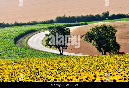 Campagna Puy de Dome Auvergne Francia Foto Stock