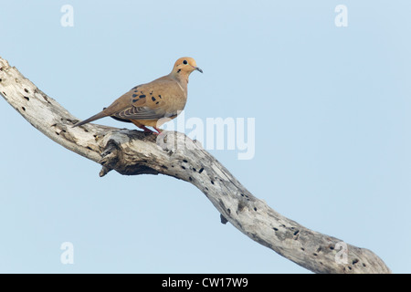 Lutto Colomba Zenaidura macroura South Texas, Stati Uniti d'America BI023014 Foto Stock