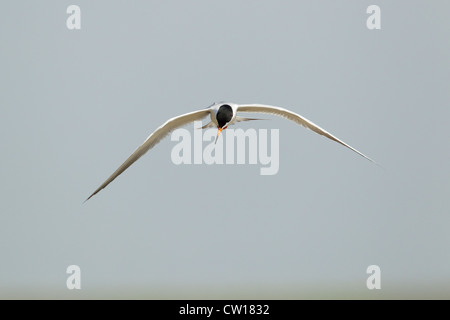 Forster's Tern - in volo piumaggio di allevamento Sterna forsteri costa del Texas, Stati Uniti d'America BI023040 Foto Stock