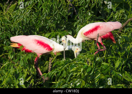 Roseate Spoonbill - coppia a rookery Platalea ajaja alta isola Texas, Stati Uniti d'America BI023276 Foto Stock