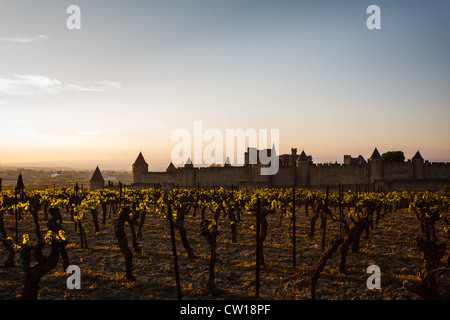 Grapevine tops brillano al tramonto con città murata bastioni e torri stagliano in background in Carcassonne, Francia Foto Stock