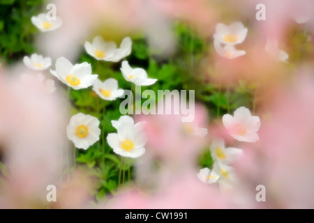 Snowdrop anemone (A. sylvestris) visto attraverso azalea blumi, maggiore Sudbury, Ontario, Canada Foto Stock