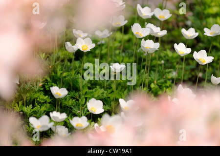 Snowdrop anemone (A. sylvestris) visto attraverso azalea blumi, maggiore Sudbury, Ontario, Canada Foto Stock