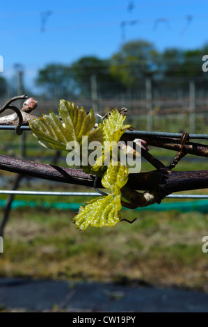 La Mare Wine Estate, isola di Jersey, Isole del Canale Foto Stock