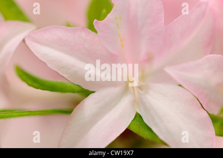 Northern Lights Azalea (Rhododendron 'Northern Lights"), una maggiore Sudbury, Ontario, Canada Foto Stock