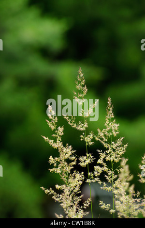 Piume ornamentali erba Reed (Calamagrostis acutiflora) var Karl Foerster's. Sommità fiorite, maggiore Sudbury, Ontario, Canada Foto Stock