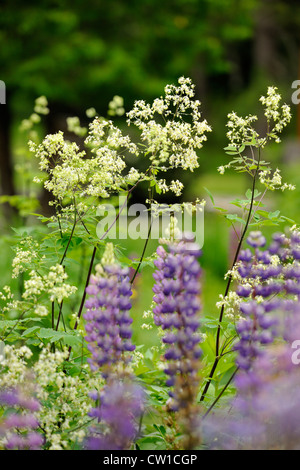 Prato-rue (Thalictrum foeniculaceum) con i lupini in un naturalizzato impostazione giardino, maggiore Sudbury, Ontario, Canada Foto Stock