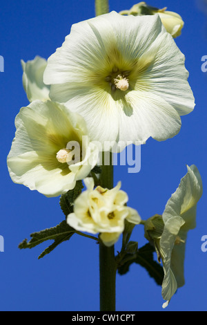 Hollyhock "Alone bianco' Alcea rosea Althaea rosea Foto Stock