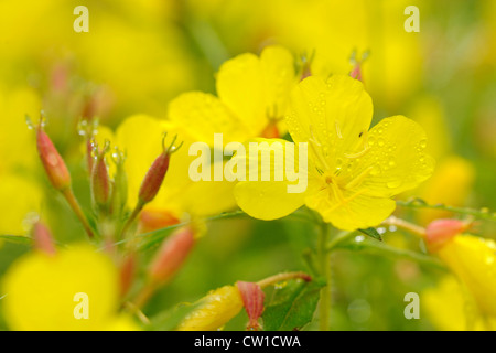 Primula gialla (Primula spp.), maggiore Sudbury, Ontario, Canada Foto Stock
