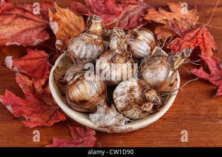Un recipiente di terracotta di daffodil lampadine su un tavolo di legno con l'autunno di foglie di acero. Foto Stock
