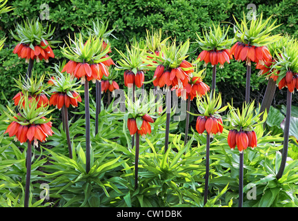 Corona arancio fiori imperiale (Fritillaria imperialis) Foto Stock