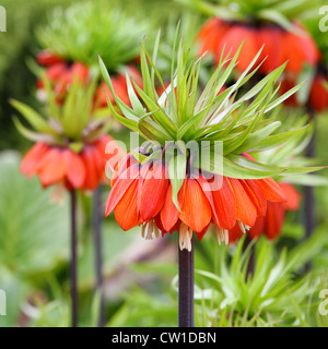 Corona arancio fiori imperiale (Fritillaria imperialis) Foto Stock