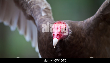 Un avvoltoio la Turchia cerca il suo prossimo pasto. Con un rosso brillante testa, egli guarda in basso la fotocamera. Foto Stock