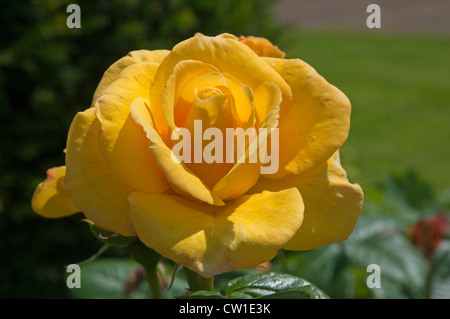 Rosa gialla in giardini formali a Newstead Abbey, nel Nottinghamshire, England, Regno Unito Foto Stock