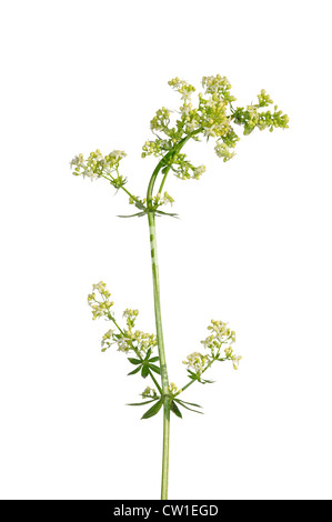 Montante (bedstraw Galium mollugo) Foto Stock