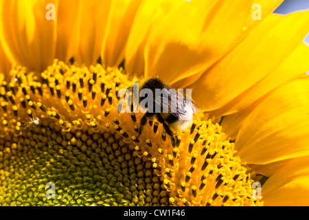 Helianthus annuus. Bombus terrestris su una testa di girasole. Foto Stock