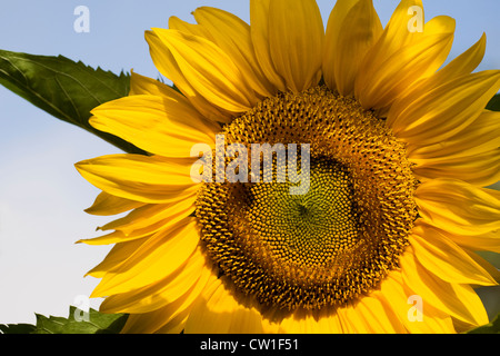 Helianthus annuus. Bombus terrestris su una testa di girasole. Foto Stock