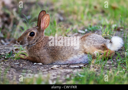 Alert cercando coniglio silvilago coniglio giacente a terra Foto Stock