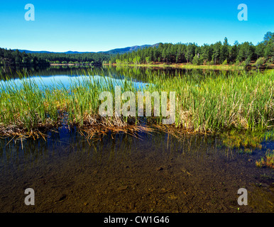 Lago di lince, Arizona, è un 55-acri (220.000 m2) serbatoio collocato all'interno di Prescott National Forest. Il lago si trova a 5,530" Foto Stock