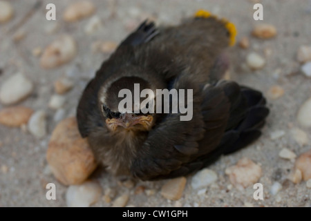 Un'ala di cedro fuggirante - Bombycilla cedrorum Foto Stock