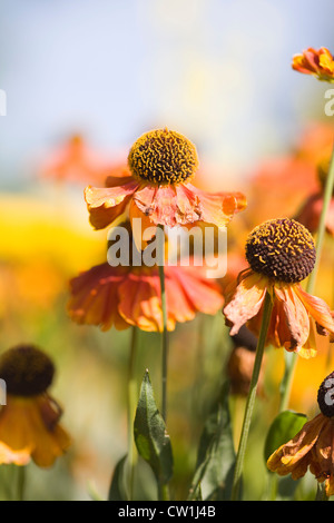 Helenium 'Waltraut'. Fiori Sneezeweed Foto Stock