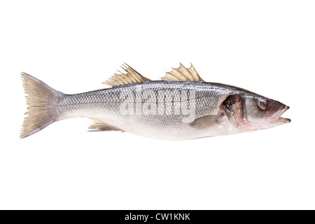 Un studio shot di spigola pesce isolato su sfondo bianco Foto Stock