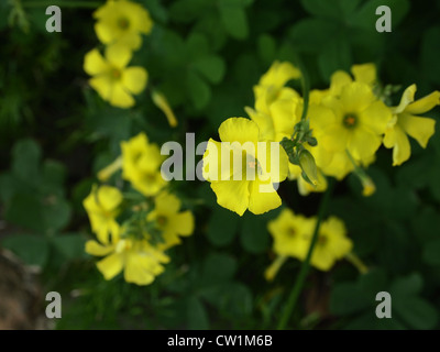 Una chiusura di piccoli fiori Foto Stock