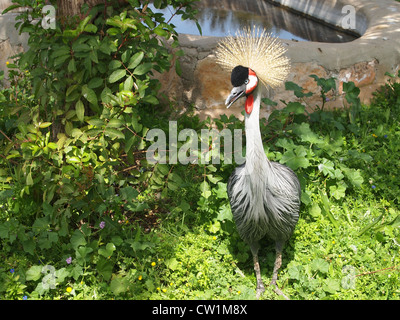 Un interessante uccello Foto Stock