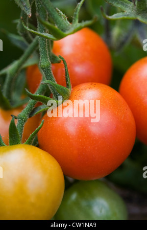 Lycopersicon esculentum. Pomodori maturazione sulla vite. Foto Stock