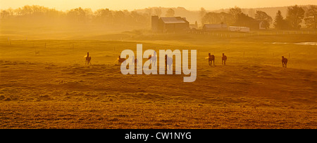 Un gruppo di otto cavalli in esecuzione sul pascolo di mattina presto sunrisewith nebbia il sollevamento in Ontario;Canada;l'America del Nord Foto Stock