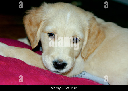 Carino il golden retriever cucciolo di 6 settimane di età Foto Stock