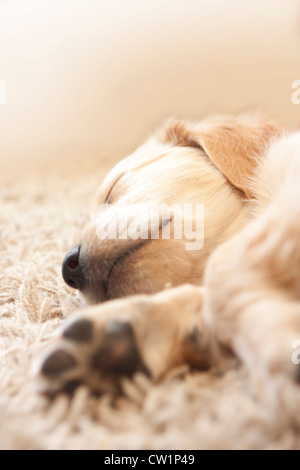 Carino il golden retriever cucciolo di 6 settimane di età in stato di stop Foto Stock