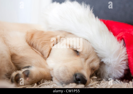 Carino il golden retriever cucciolo di 6 settimane di età Foto Stock