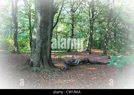 Vecchi alberi e foglie cadute nella foresta con il sole in tarda estate Foto Stock