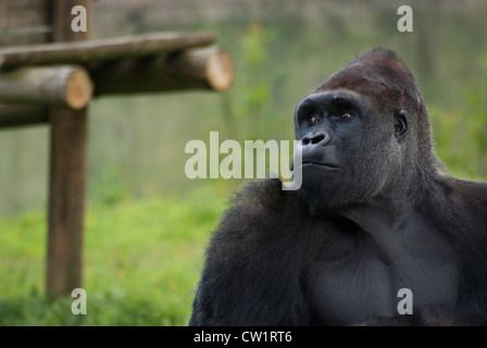 Western pianura gorilla femmina Foto Stock